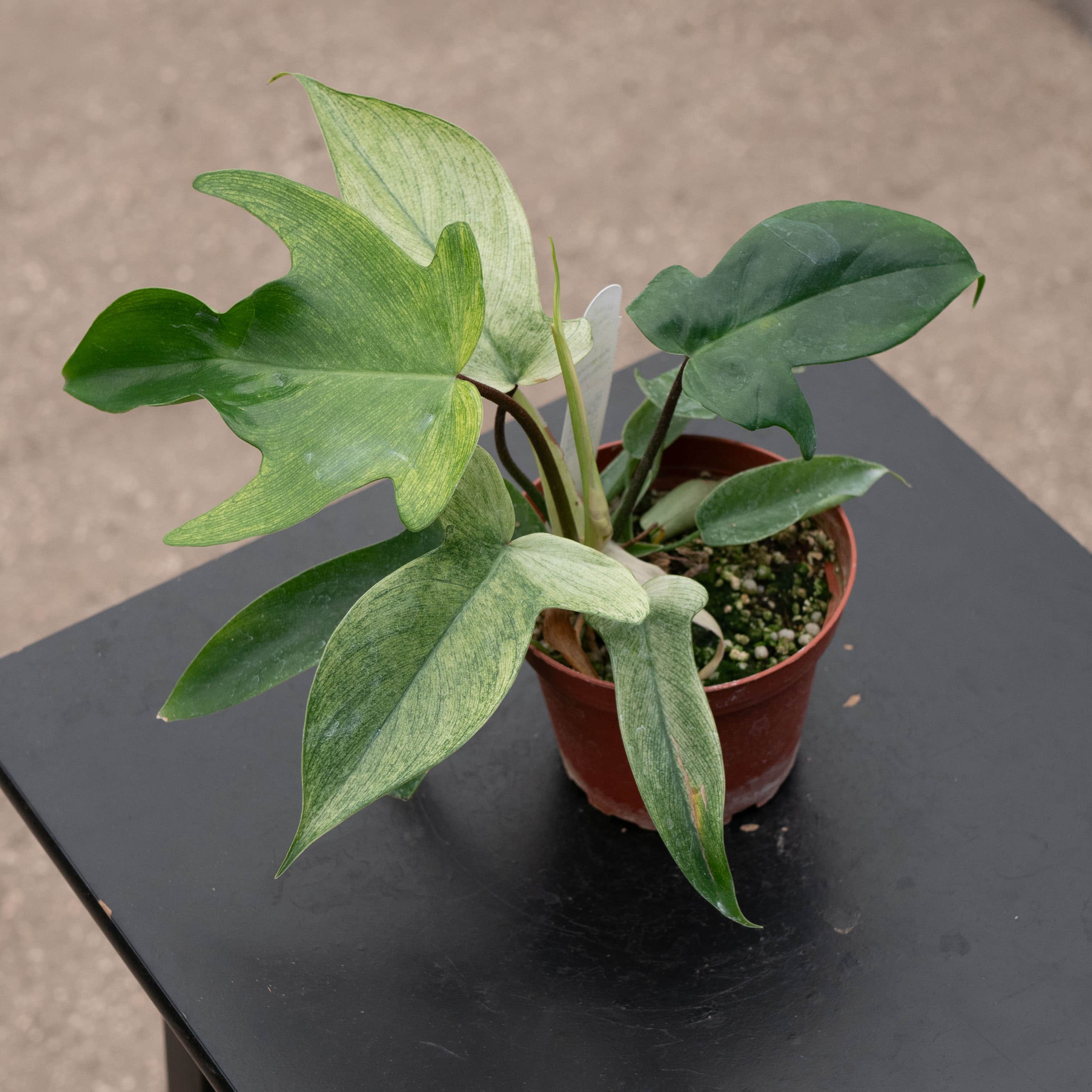 Philodendron  display picture 1