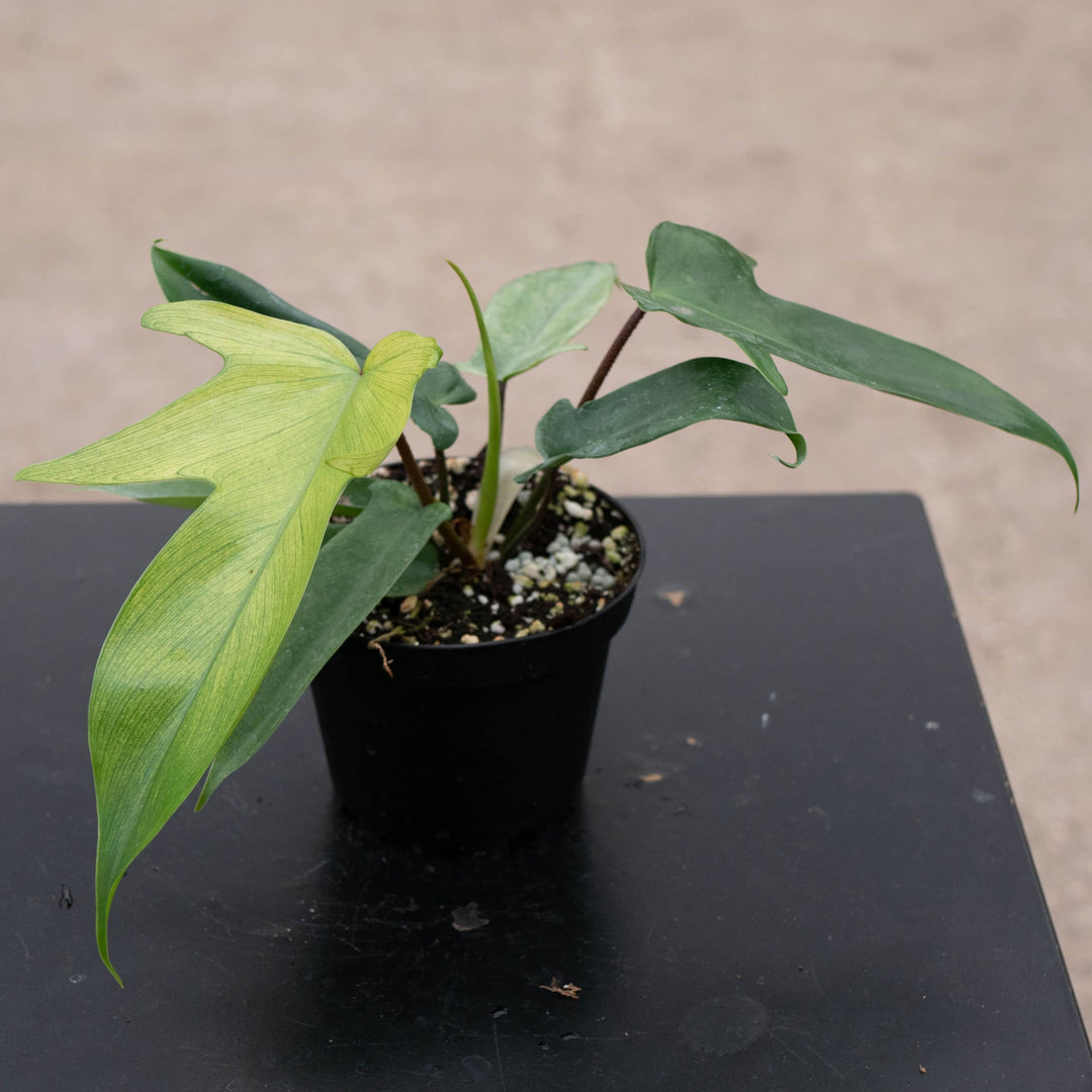 Gabriella Plants Philodendron 4" Philodendron 'Florida Ghost'