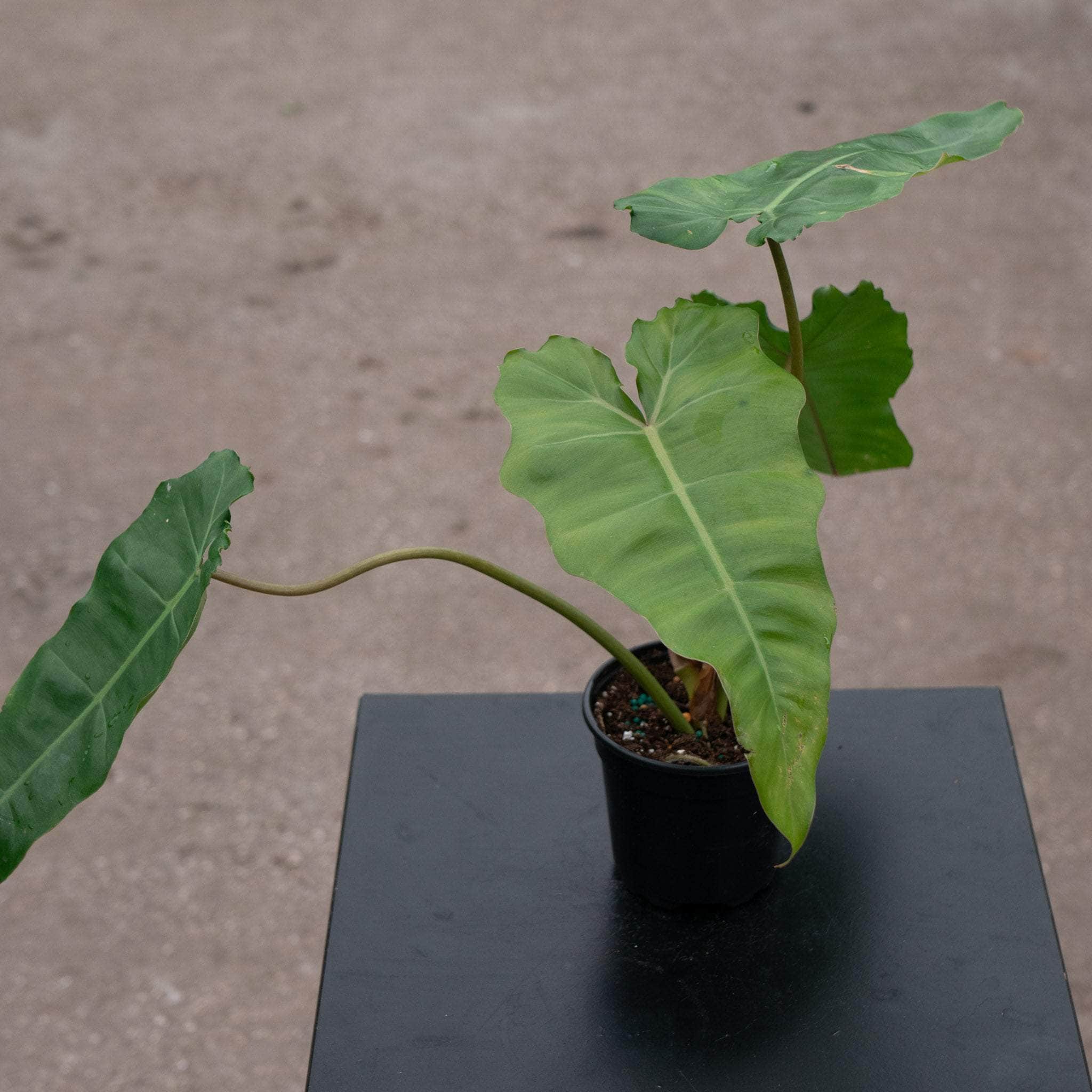 philodendron beautrellis mm6 Philodendron 'Florida Beauty' x billietiae