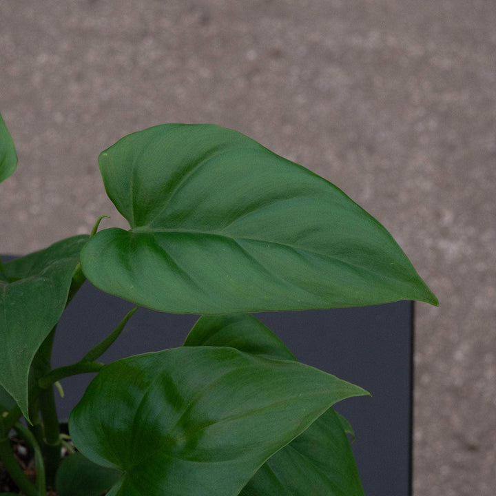 Gabriella Plants Philodendron Philodendron frits-wentii