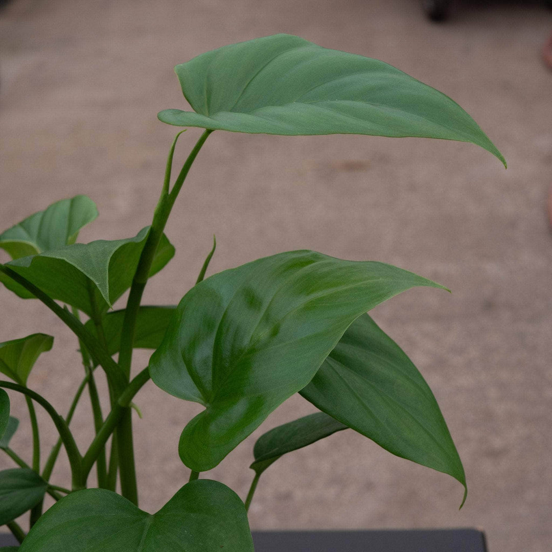 Gabriella Plants Philodendron Philodendron frits-wentii