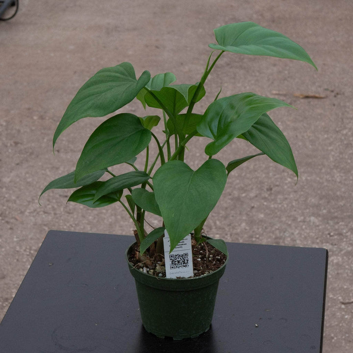 Gabriella Plants Philodendron Philodendron frits-wentii