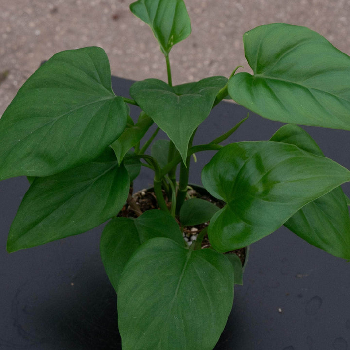 Gabriella Plants Philodendron Philodendron frits-wentii