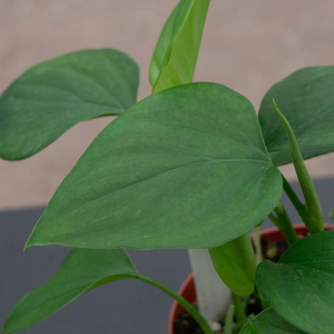 philodendron lazorii Philodendron frits-wentii