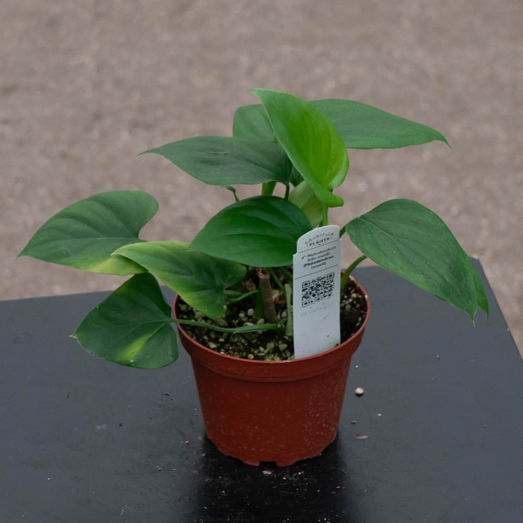 philodendron wentii Philodendron frits-wentii