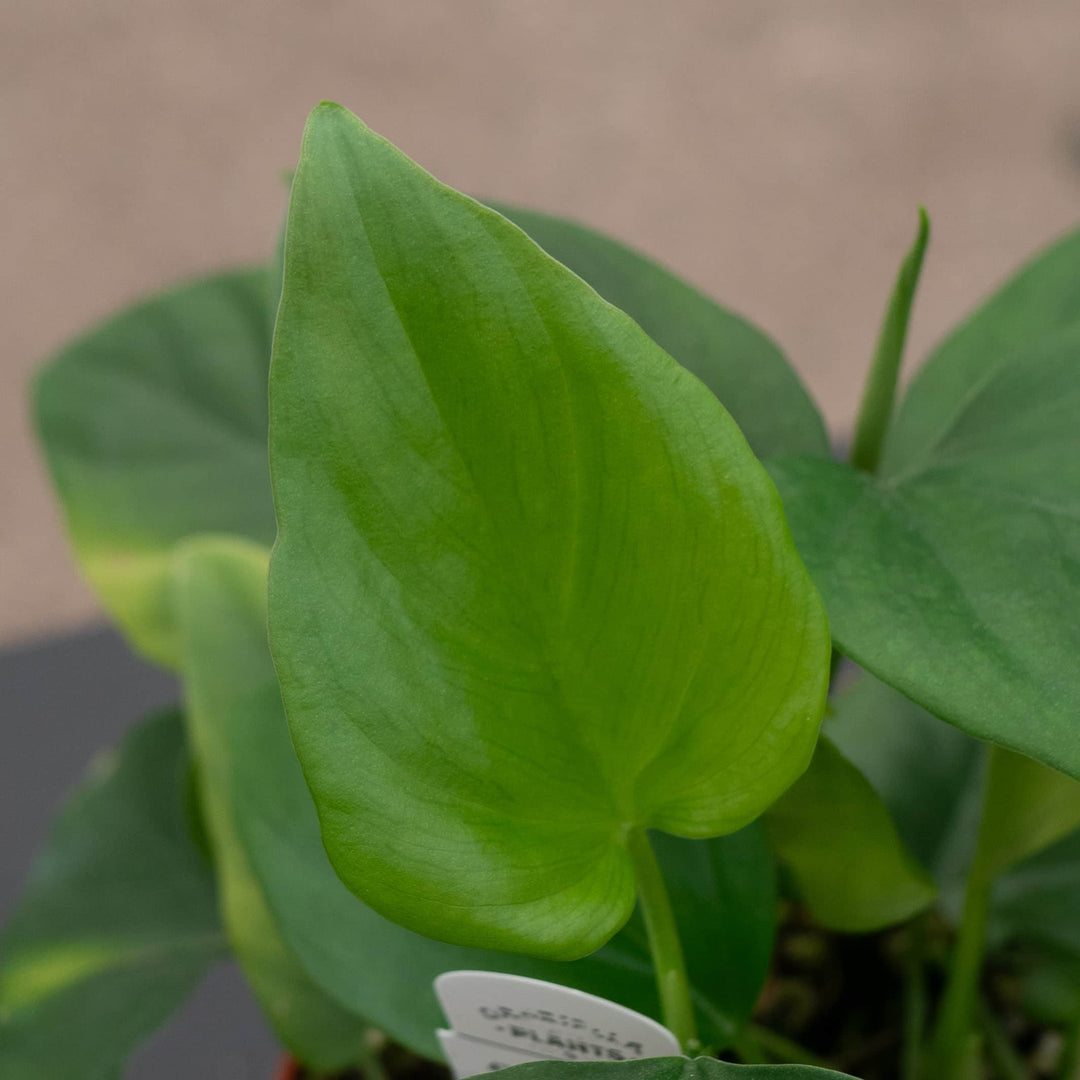 philodendron frits wentii mature Philodendron frits-wentii