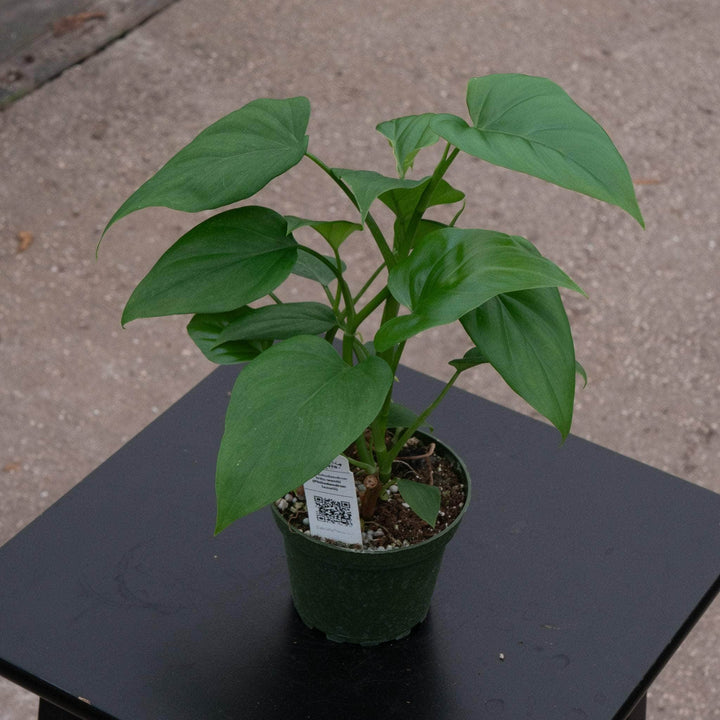 Gabriella Plants Philodendron 4" Philodendron frits-wentii