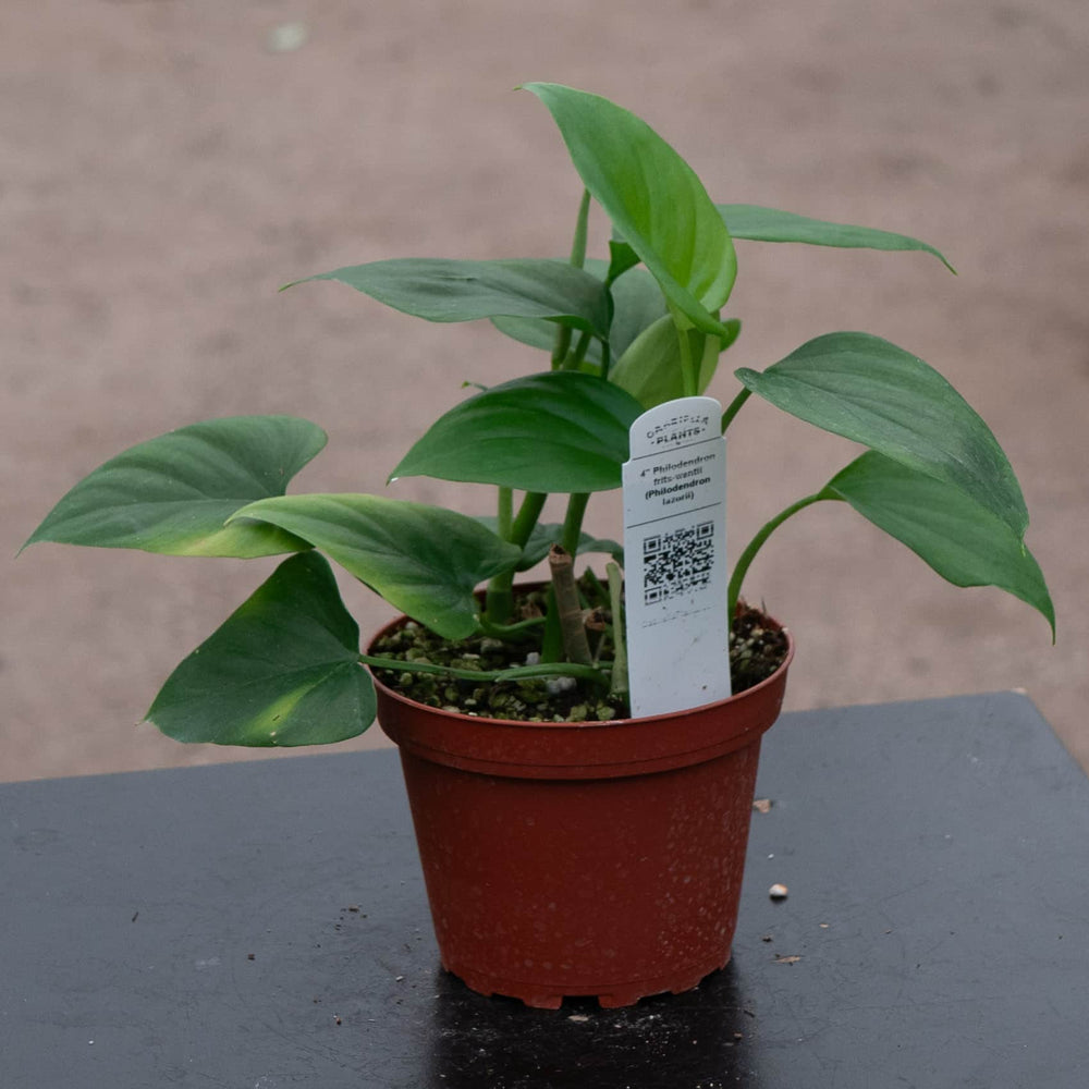 philodendron frits-wentii Philodendron frits-wentii