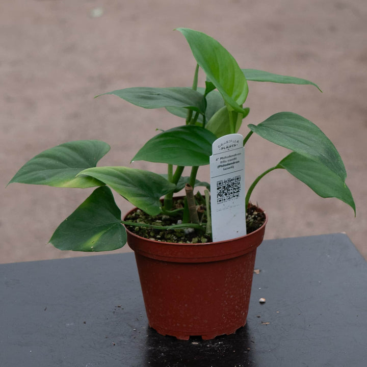 Gabriella Plants Philodendron 4" Philodendron frits-wentii