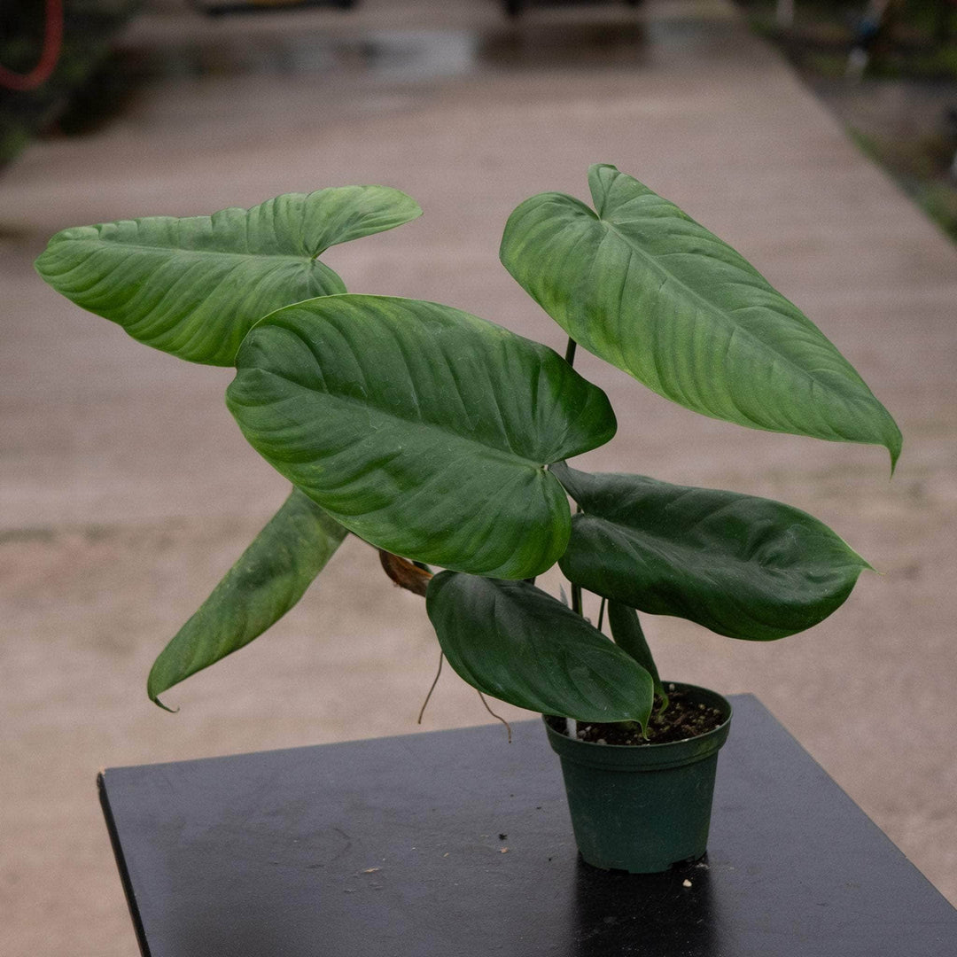 philodendron g Philodendron gardeniodorum aff
