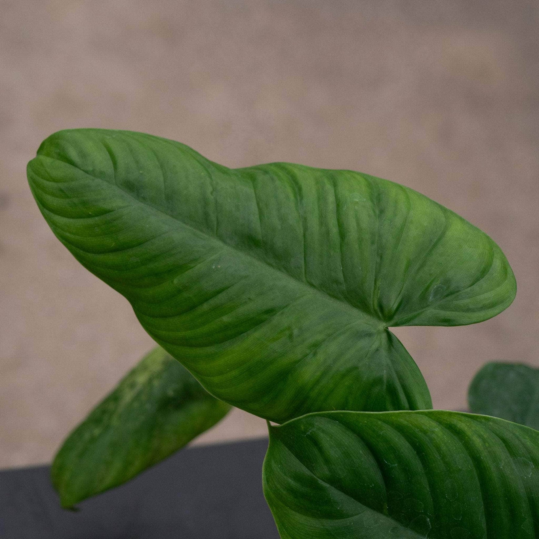 philodendron gardeniodorum Philodendron gardeniodorum aff