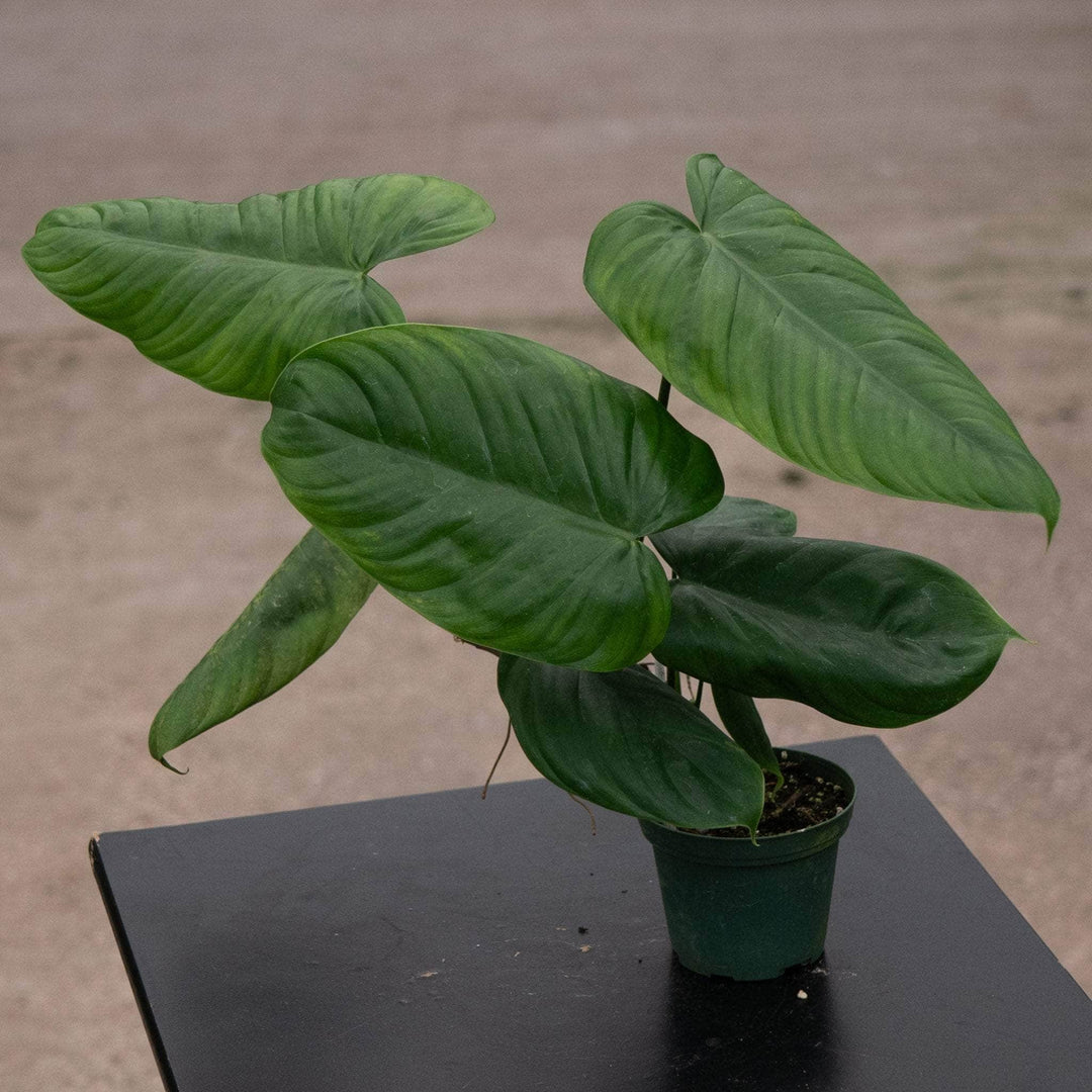 philodendron gribianum Philodendron gardeniodorum aff