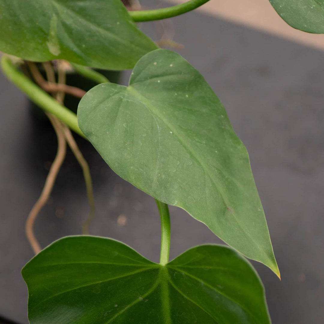 philodendron giganteum flower Philodendron giganteum