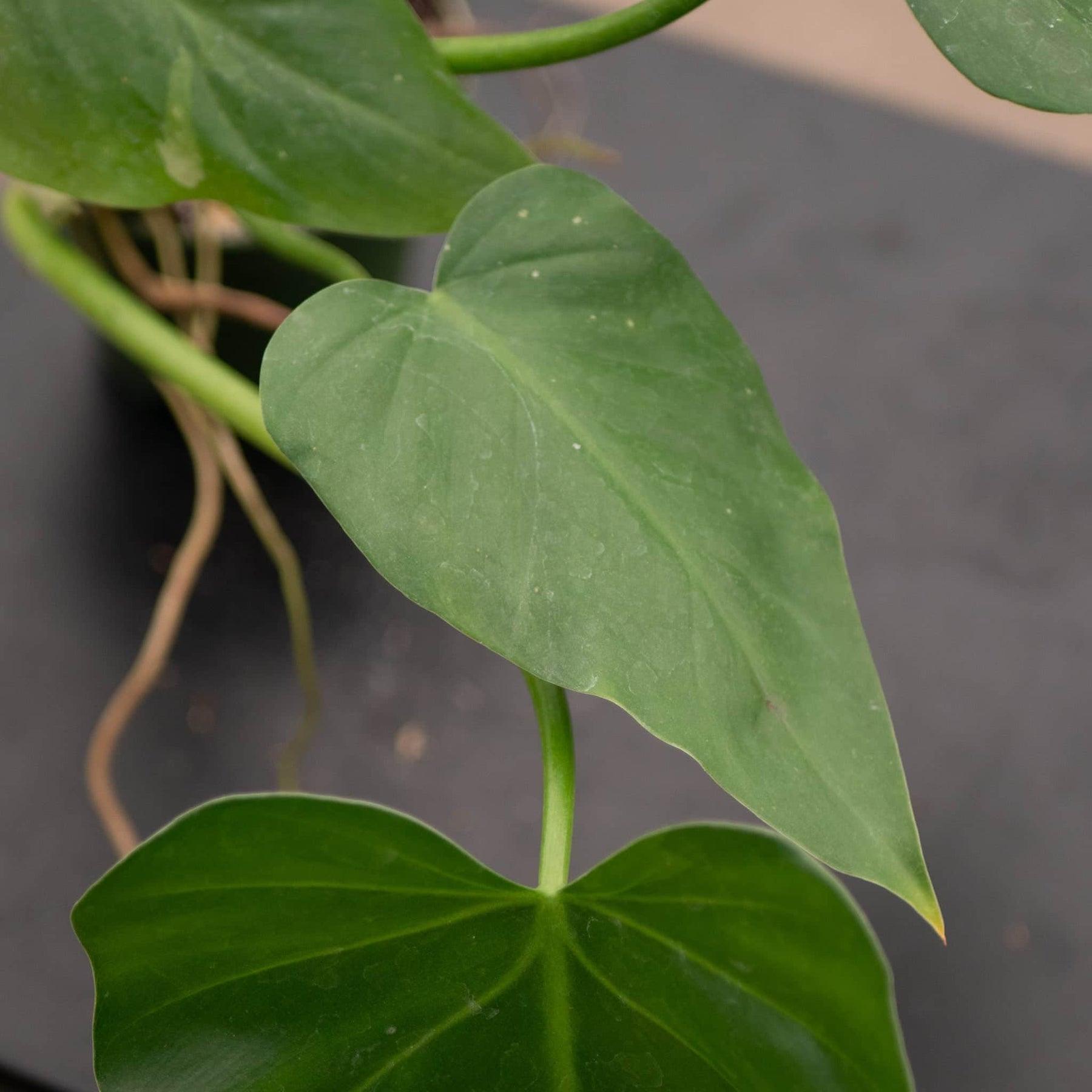 philodendron giganteum for sale Philodendron giganteum