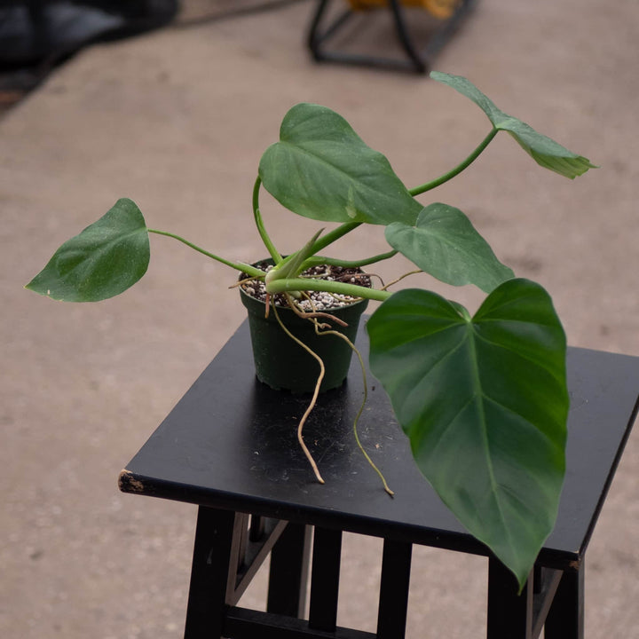 Gabriella Plants Philodendron 4" Philodendron giganteum