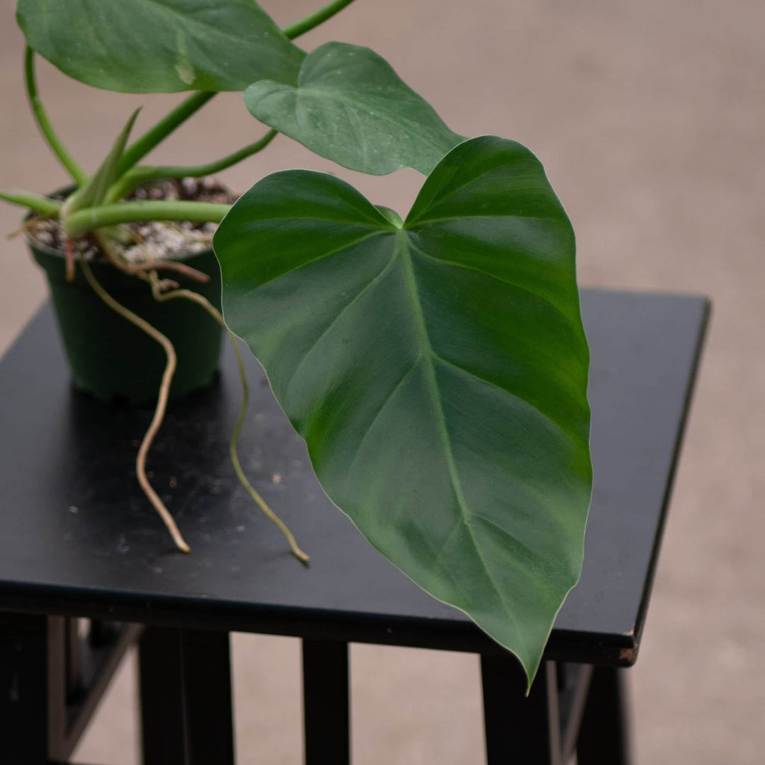 philodendron gigantea Philodendron giganteum
