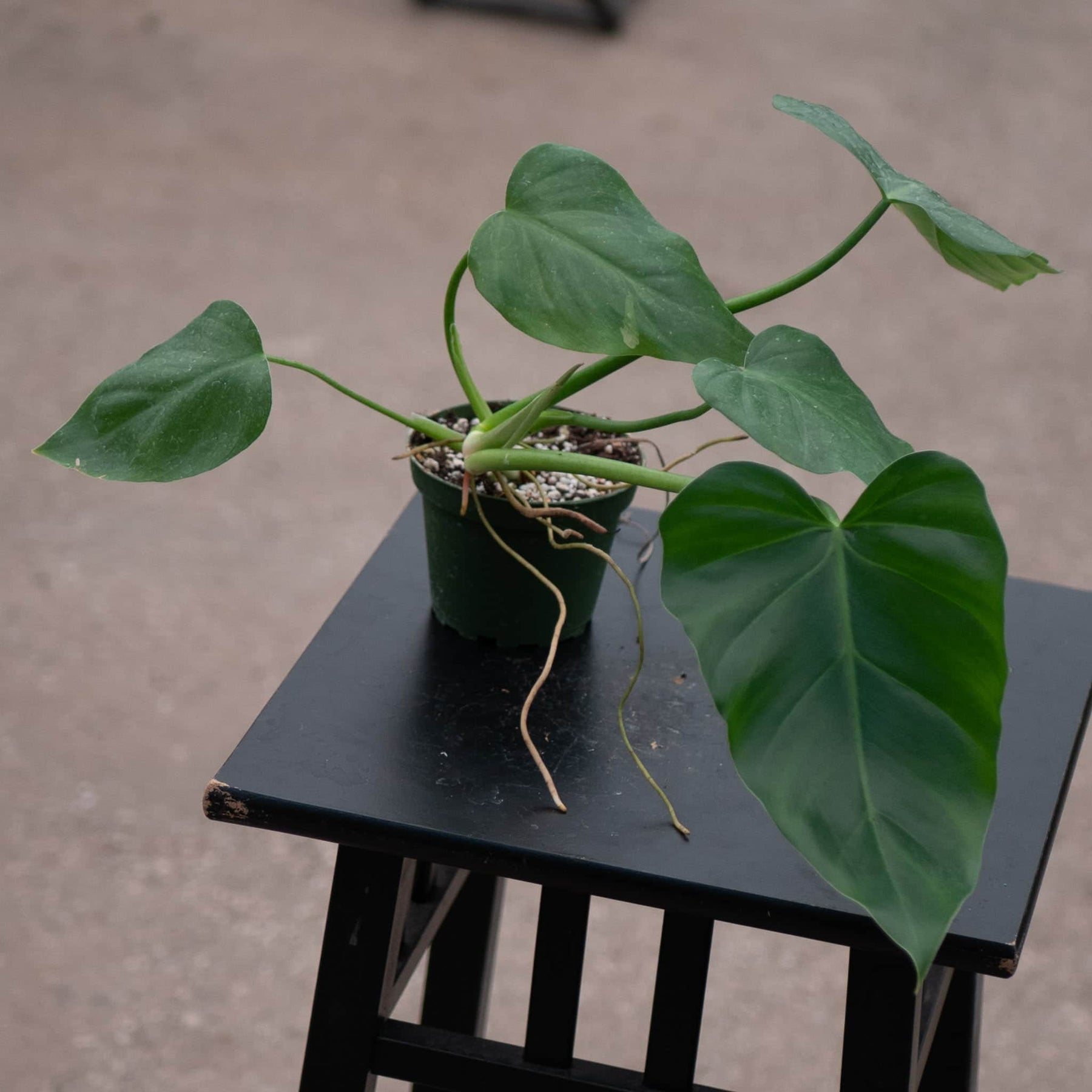 monstera philodendron giganteum Philodendron giganteum
