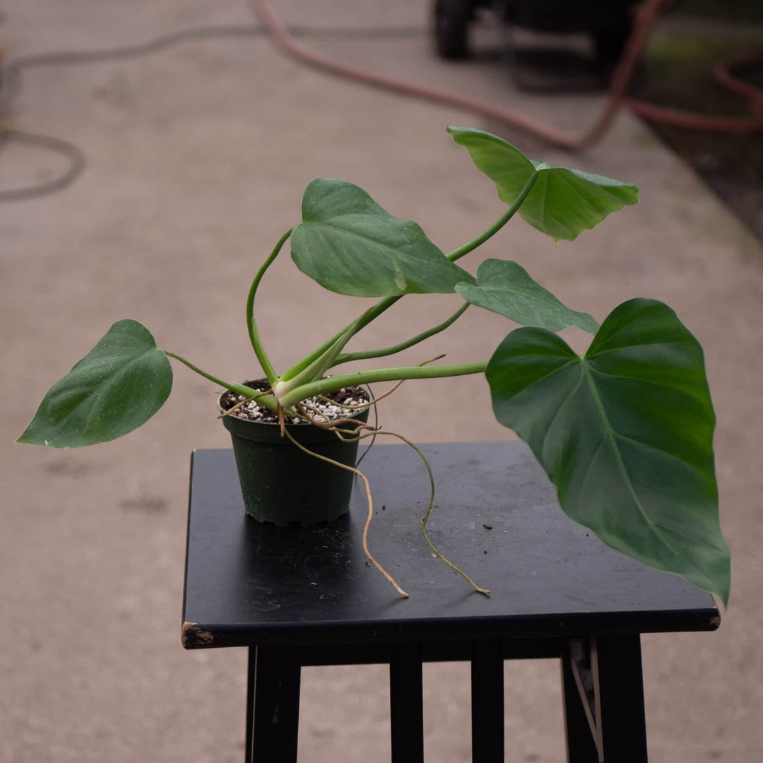 philodendron gigantea Philodendron giganteum