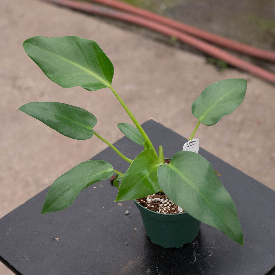 Gabriella Plants Philodendron 4" Philodendron giganteum