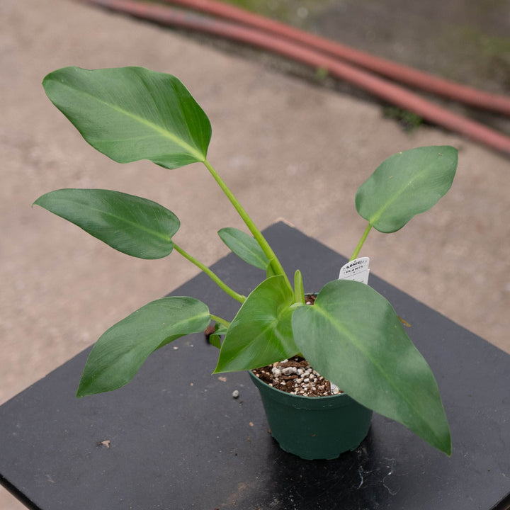 Gabriella Plants Philodendron 4" Philodendron giganteum