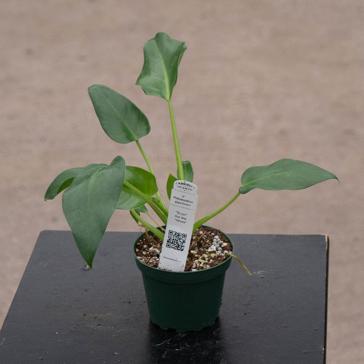 Gabriella Plants Philodendron 4" Philodendron giganteum