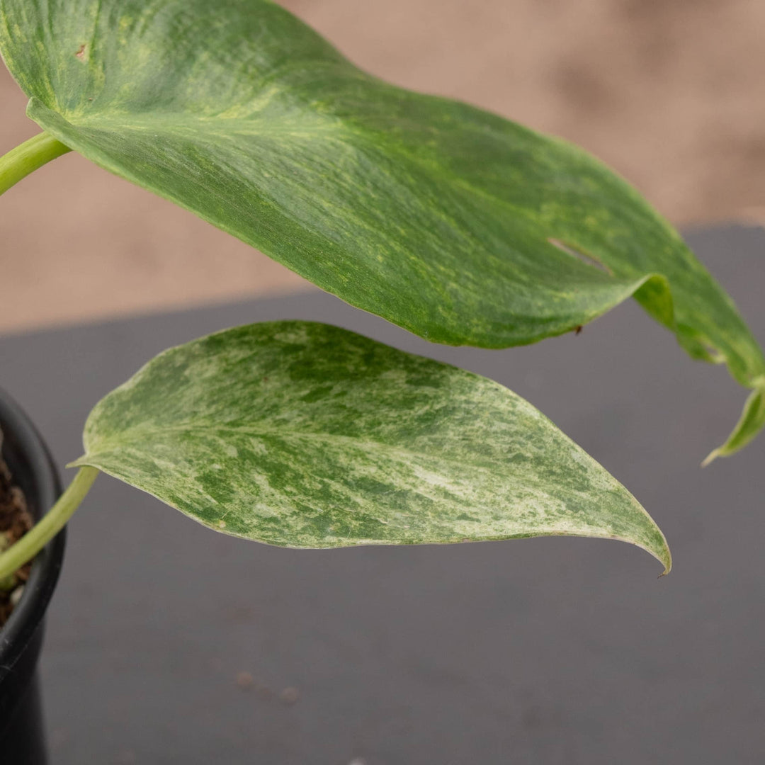 Gabriella Plants Philodendron 4" Philodendron giganteum variegated 'Blizzard'