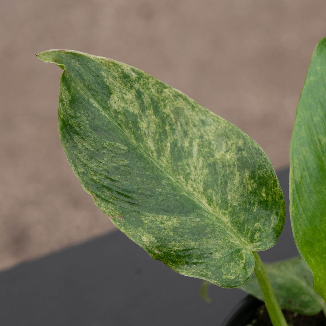 Gabriella Plants Philodendron 4" Philodendron giganteum variegated 'Blizzard'