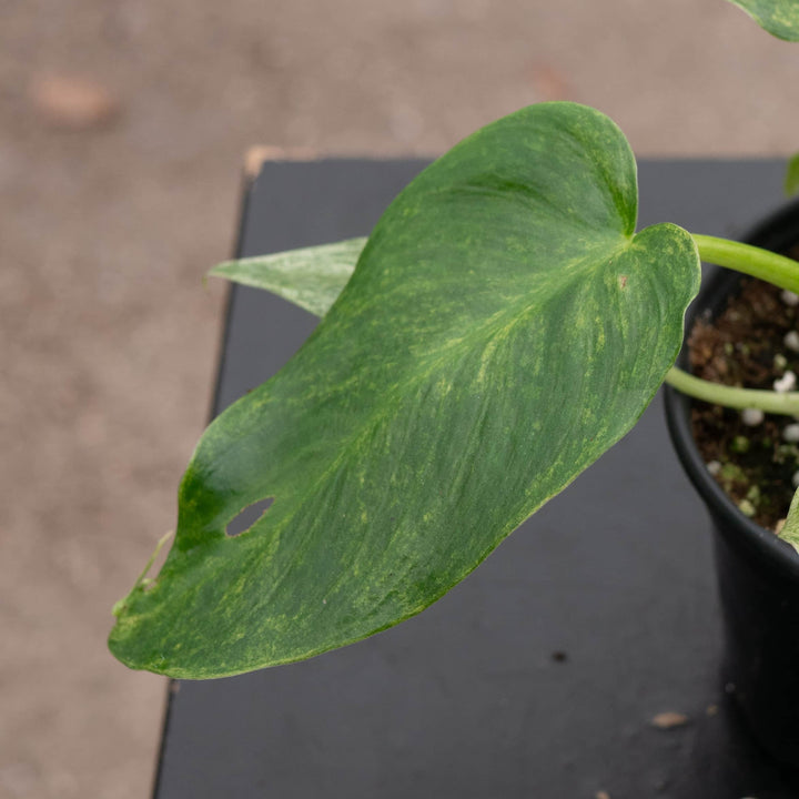Gabriella Plants Philodendron 4" Philodendron giganteum variegated 'Blizzard'