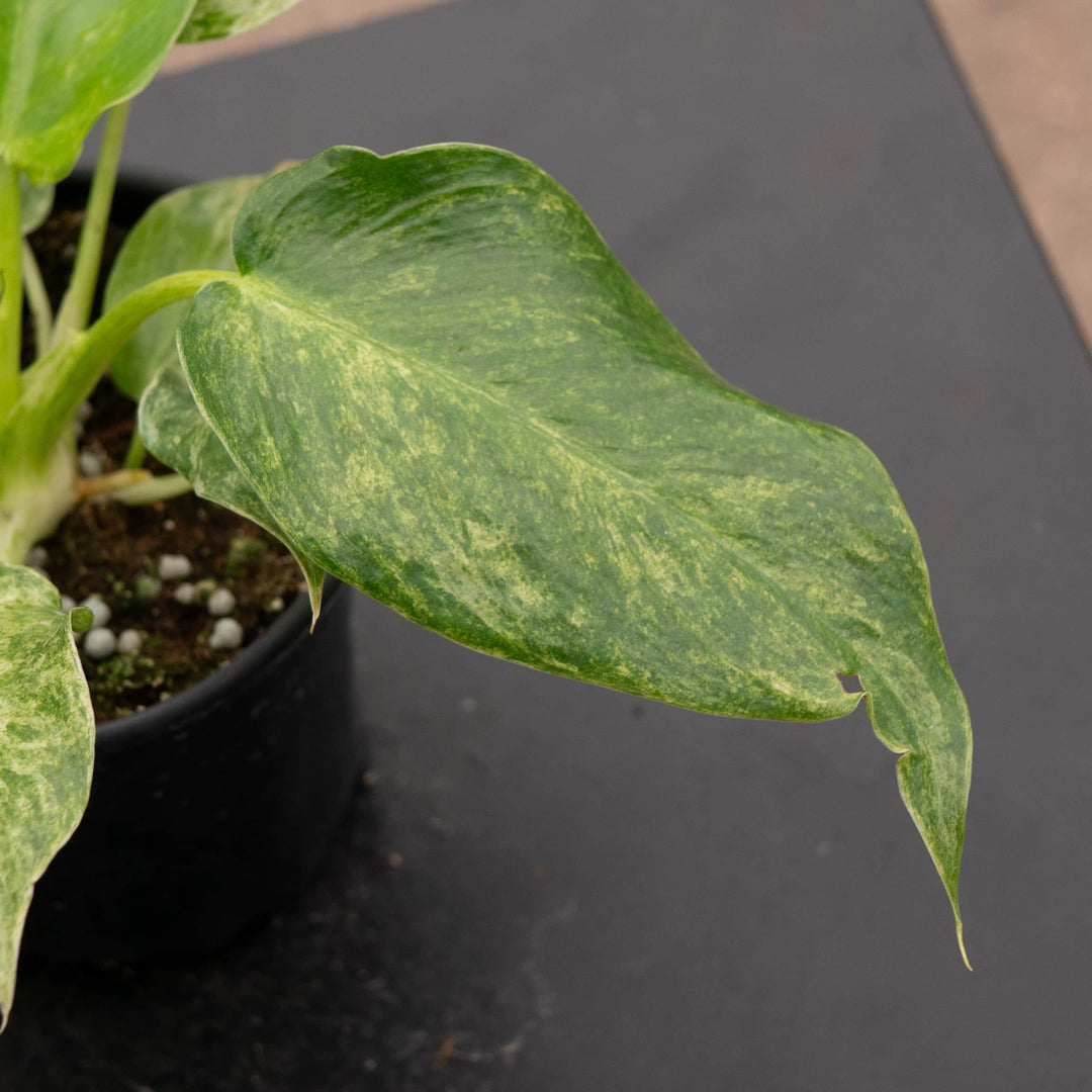 Gabriella Plants Philodendron 4" Philodendron giganteum variegated 'Blizzard'