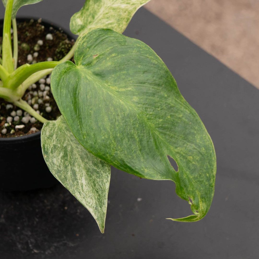 Gabriella Plants Philodendron 4" Philodendron giganteum variegated 'Blizzard'