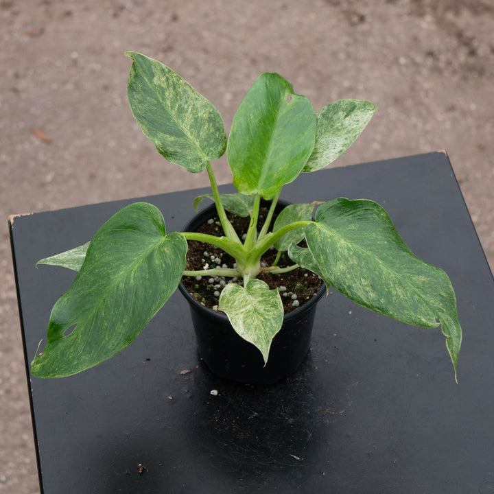 Gabriella Plants Philodendron 4" Philodendron giganteum variegated 'Blizzard'