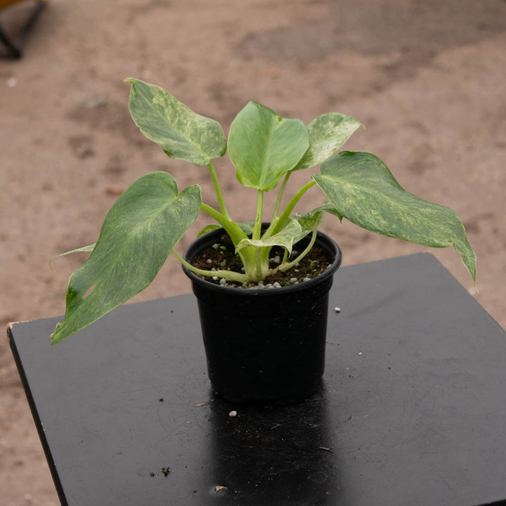 Gabriella Plants Philodendron 4" Philodendron giganteum variegated 'Blizzard'