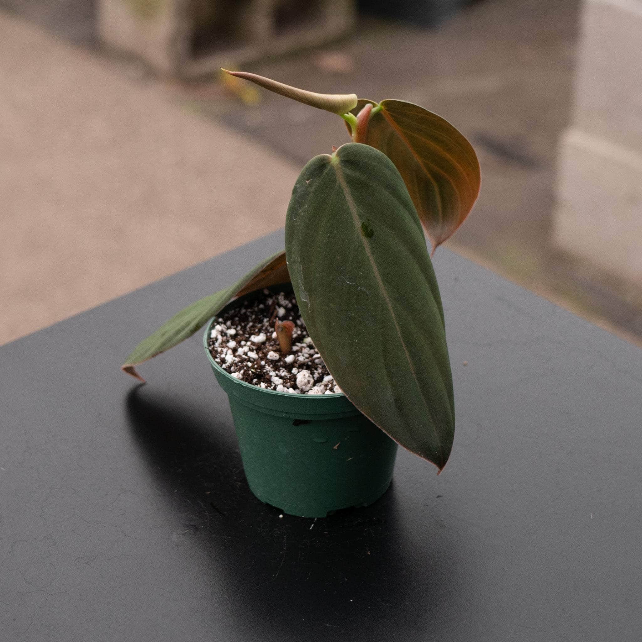 philodendron gigas mature Philodendron gigas