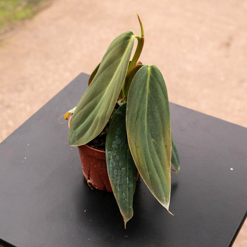 philodendron gigas europe Philodendron gigas