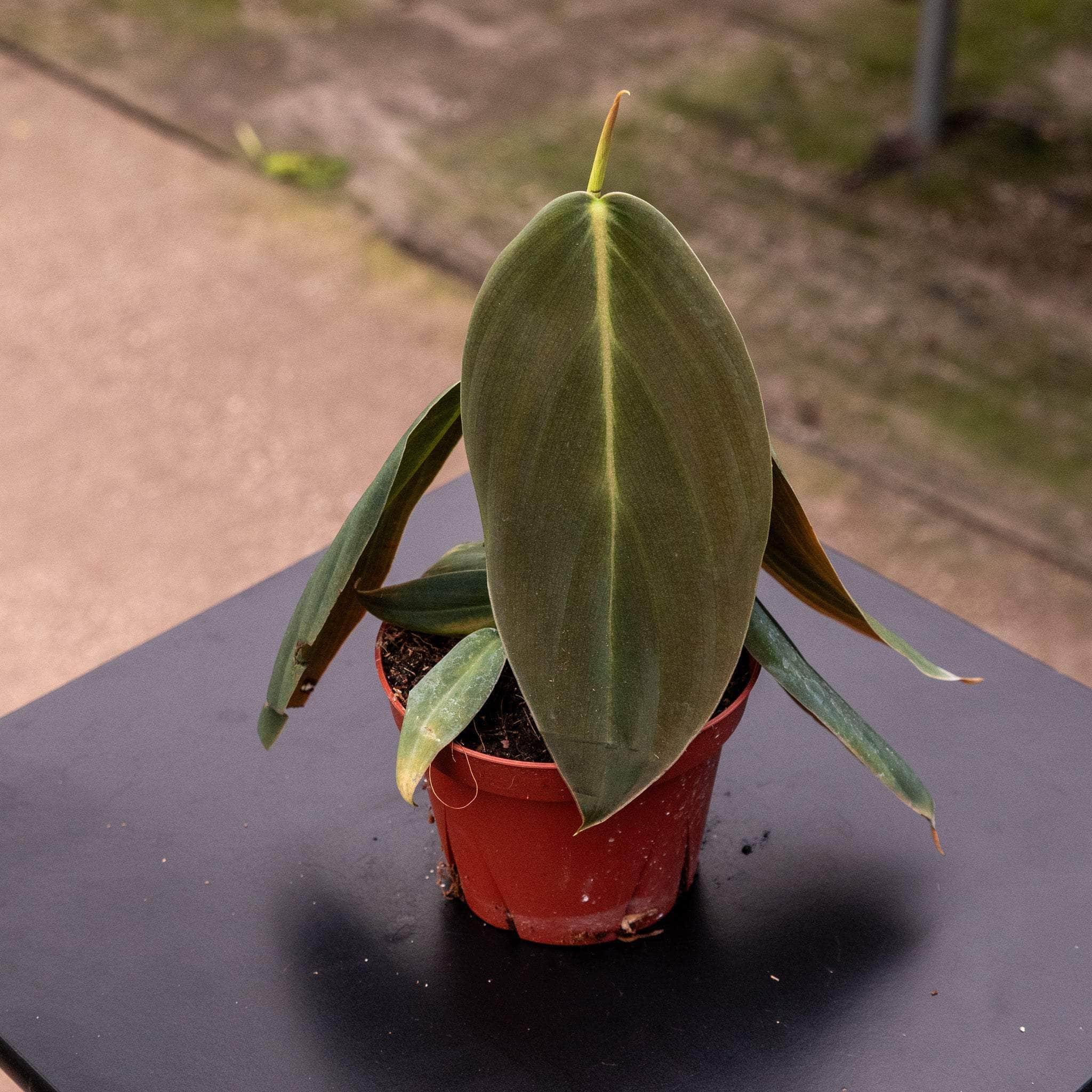 philodendron gigas mature Philodendron gigas