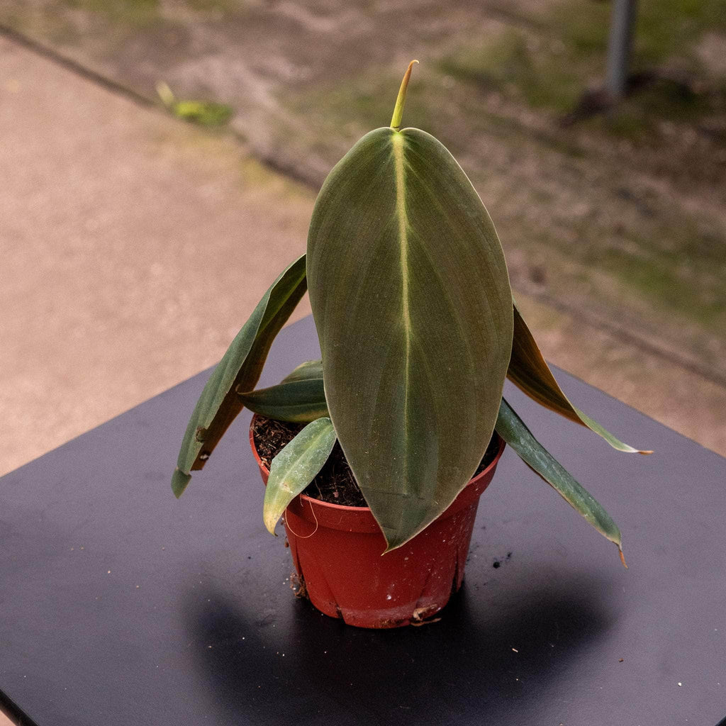 gabriella-plants-philodendron-