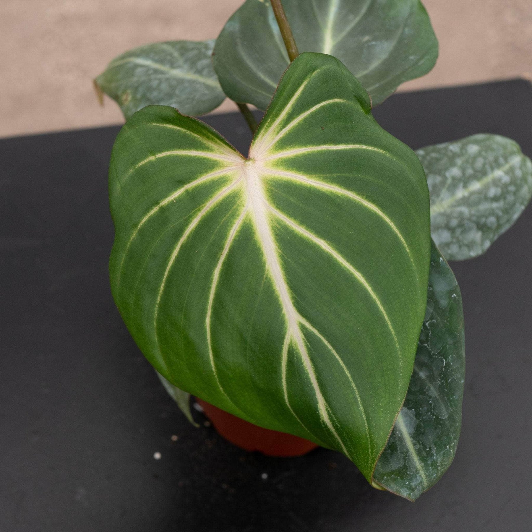 philodendron gloriosum buy online Philodendron gloriosum