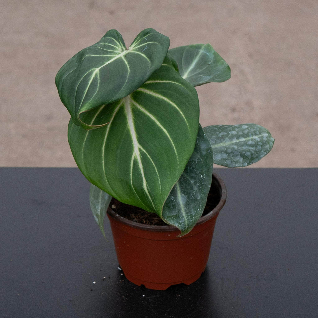 philodendron gloriosum price Philodendron gloriosum