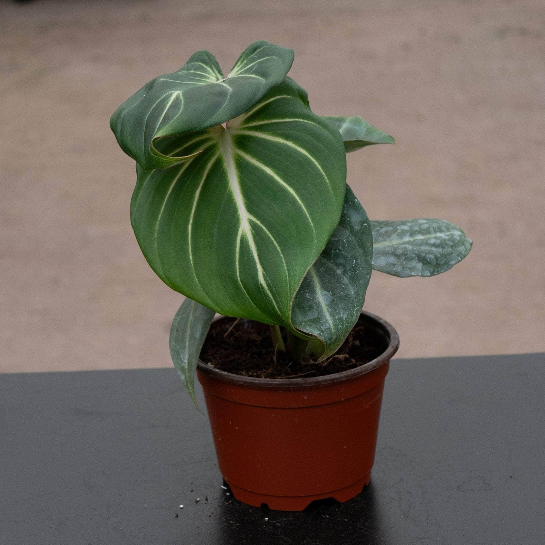 philodendron gloriosum common name Philodendron gloriosum