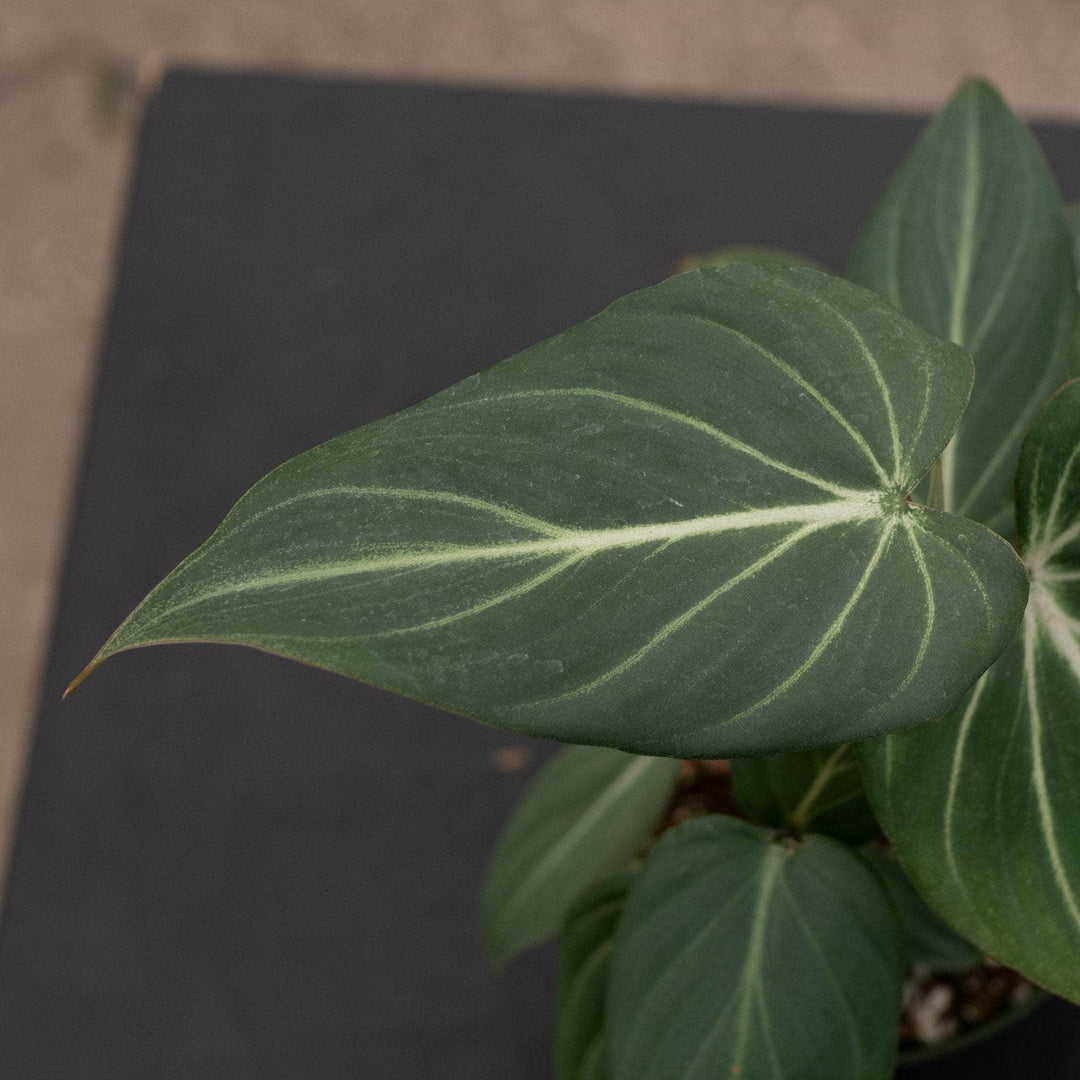 Gabriella Plants Philodendron 4" Philodendron gloriosum