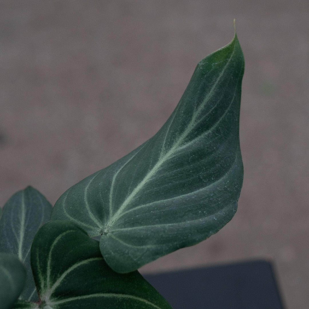 Gabriella Plants Philodendron 4" Philodendron gloriosum