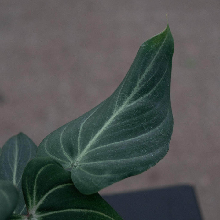 Gabriella Plants Philodendron 4" Philodendron gloriosum