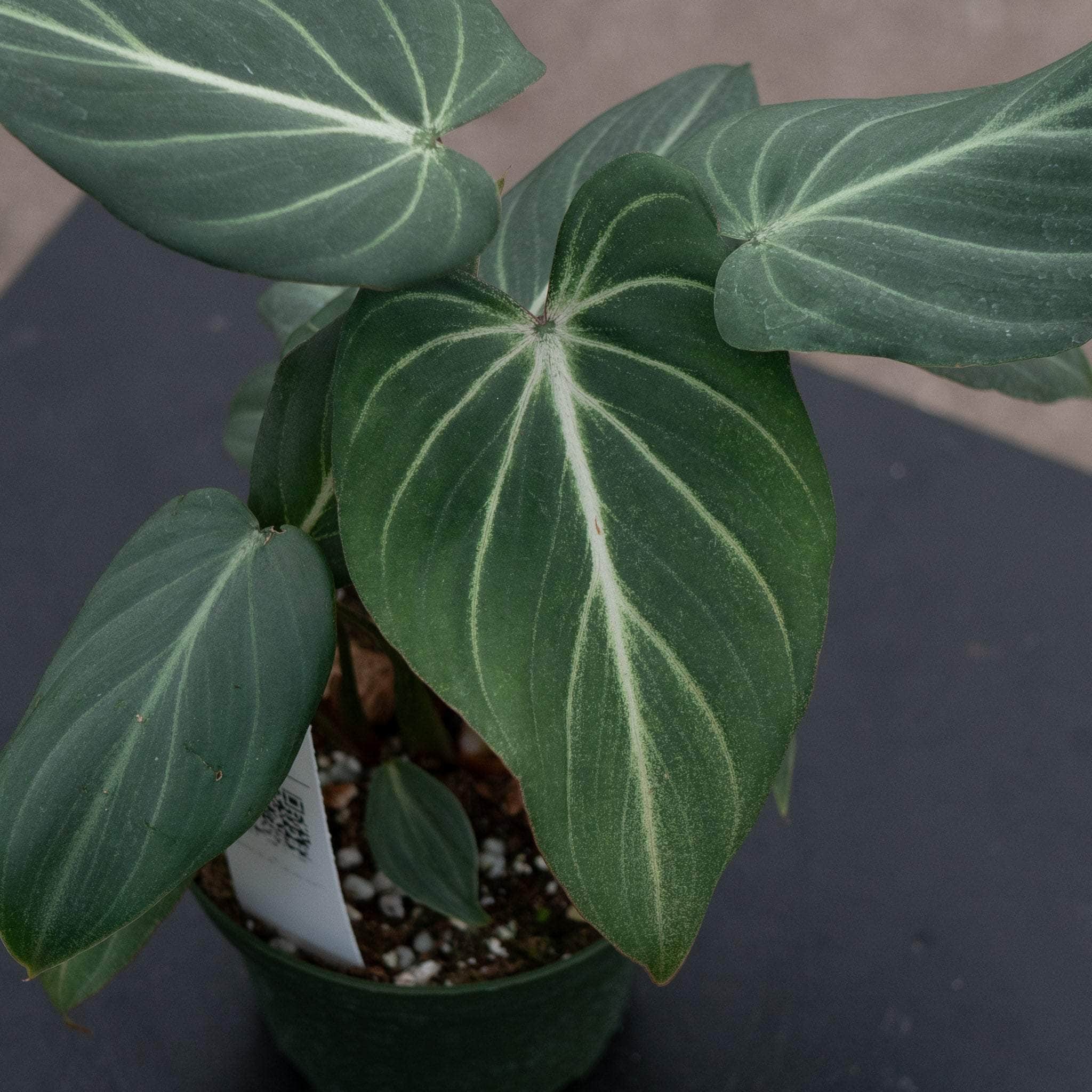 その他観葉植物 Philodendron gloriosum 'Radiante' Philodendron gloriosum – Carnivero