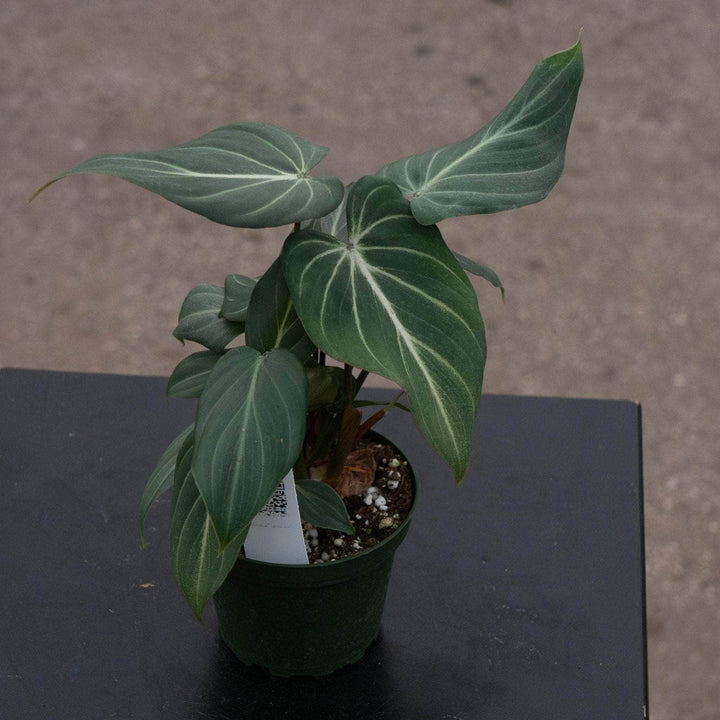 Gabriella Plants Philodendron 4" Philodendron gloriosum