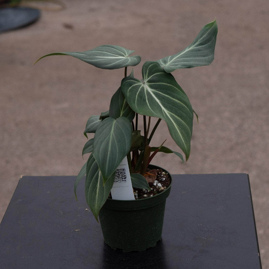 Gabriella Plants Philodendron 4" Philodendron gloriosum
