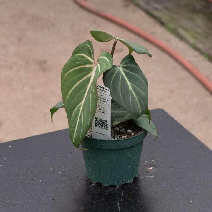Gabriella Plants Philodendron 4" Philodendron gloriosum