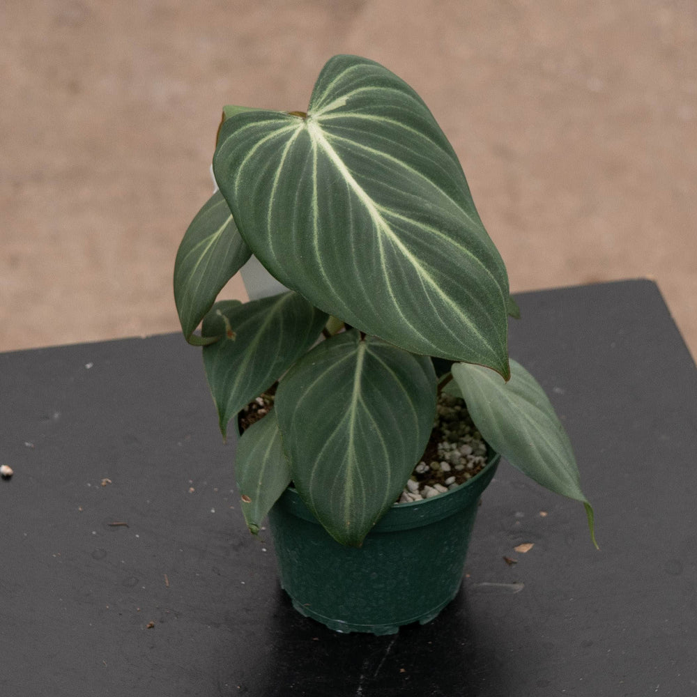 Gabriella Plants Philodendron 4" Philodendron gloriosum