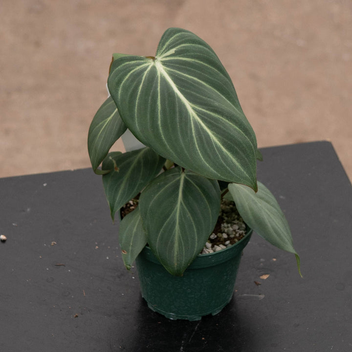 Gabriella Plants Philodendron 4" Philodendron gloriosum