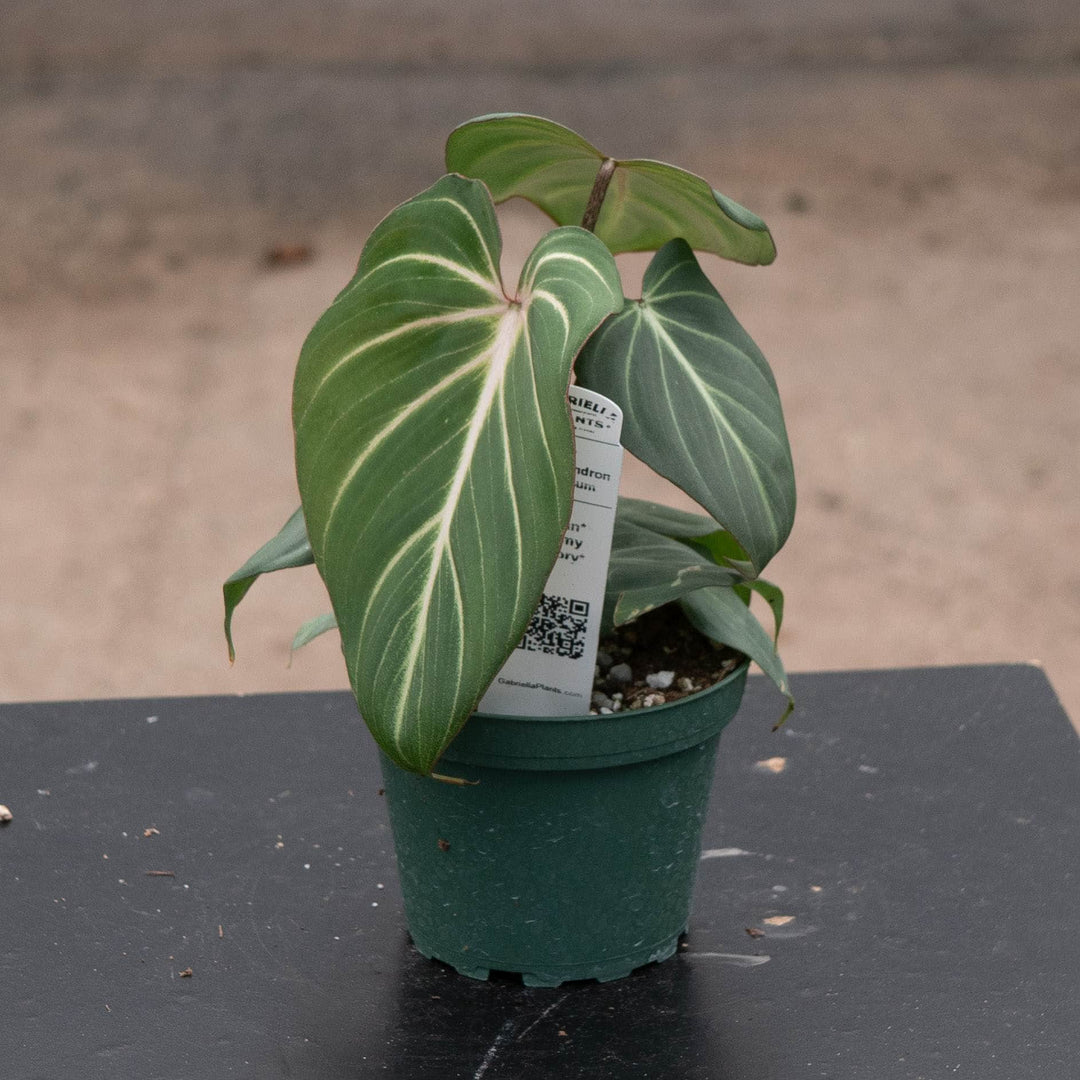 Gabriella Plants Philodendron 4" Philodendron gloriosum