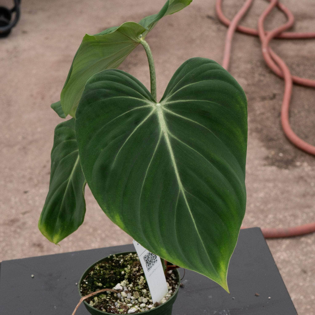 philodendron gloriosum verde vs gloriosum Philodendron gloriosum 'Verde'